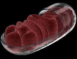 Gläsernes Mitochondrium